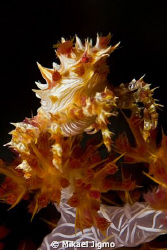 On top
This is taken in Bali Scuba Seraya Secrets Dive s... by Mikael Jigmo 